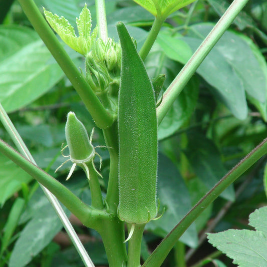 Lady Finger Vegetable Seeds – High-Yielding, Organic Okra Seeds for Home Gardening