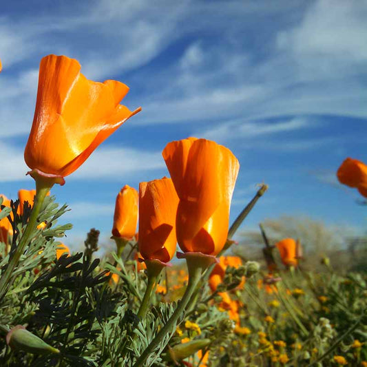California Poppy Eschscholzia Winter Flower Seeds
