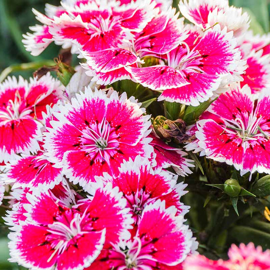 Dianthus Chinensis Flower Seeds