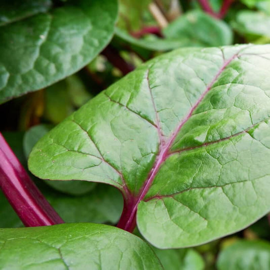 Palak Kantewali - Premium Leafy Vegetable Seeds for Healthy Gardening