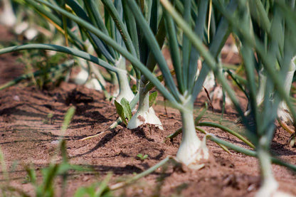 Fresh Spring Onions (Bunching Onions) - Crisp, Flavorful, and Versatile Exotic Vegetable Seeds