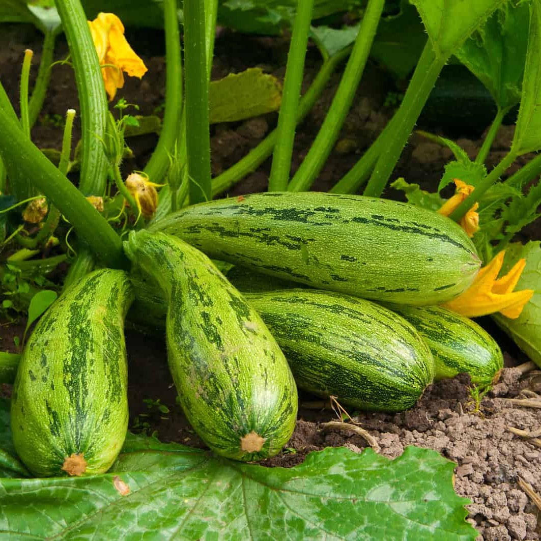 Fresh Round Green Squash/Zucchini - 1 lb.