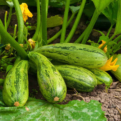 Fresh Round Green Squash/Zucchini - 1 lb.