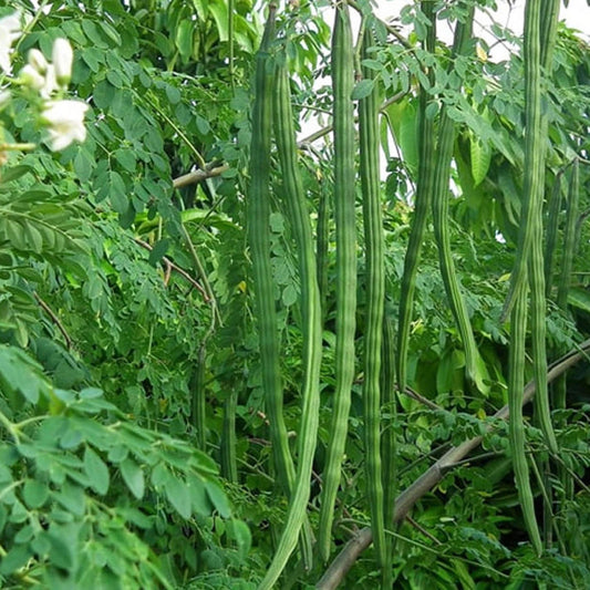 Rama PK I15 Moringa Drumsticks – Fresh, Organic, Nutrient-Rich Superfood Exotic Vegetable Seeds