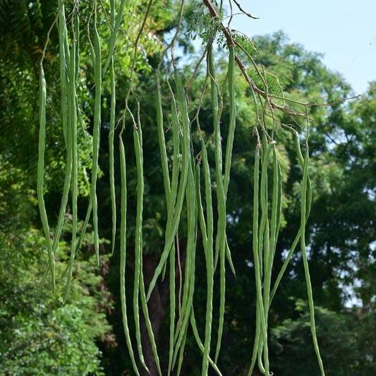 Rama PK I15 Moringa Drumsticks – Fresh, Organic, Nutrient-Rich Superfood Exotic Vegetable Seeds