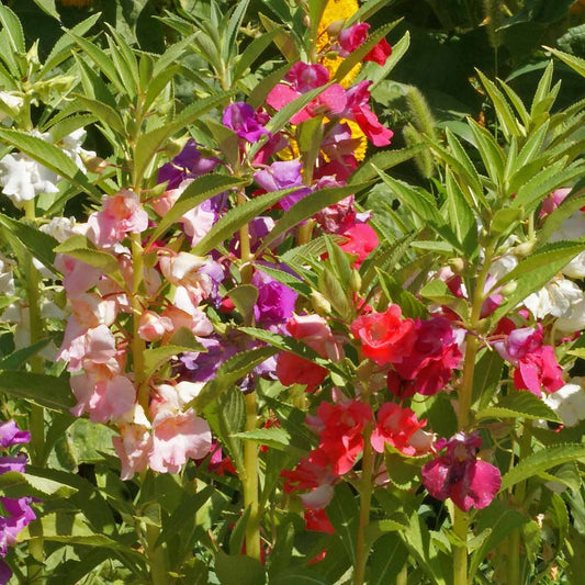 Balsam Tom Thumb Mixed Flower Seeds
