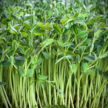 Organic Peas Green Shoots Leaf Microgreens Seeds