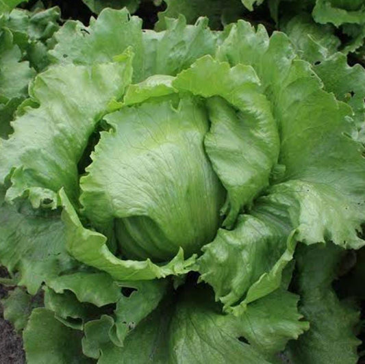Fresh Iceberg Lettuce - Sanista Variety (Per Head)