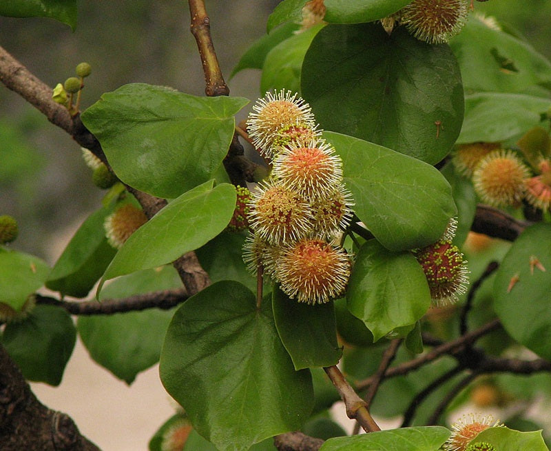 Adina Cordifolia Herb Seeds