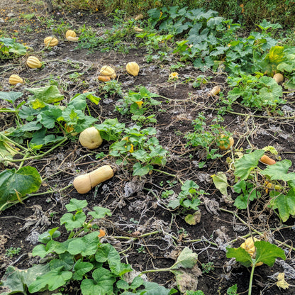 Ornamental Squash - Decorative Gourd for Fall and Winter Décor Exotic Vegetable Seeds