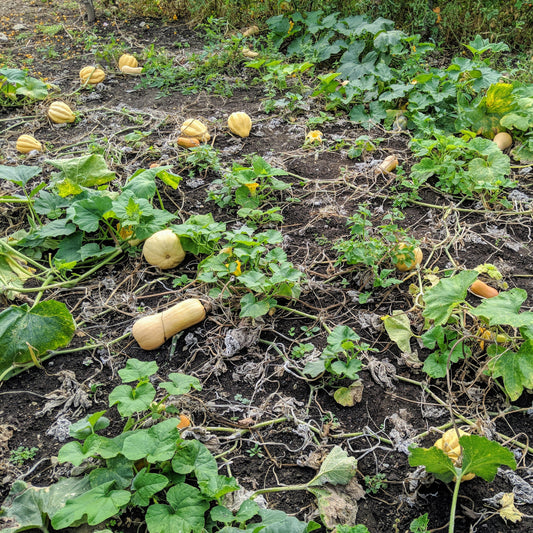 Ornamental Squash - Decorative Gourd for Fall and Winter Décor Exotic Vegetable Seeds