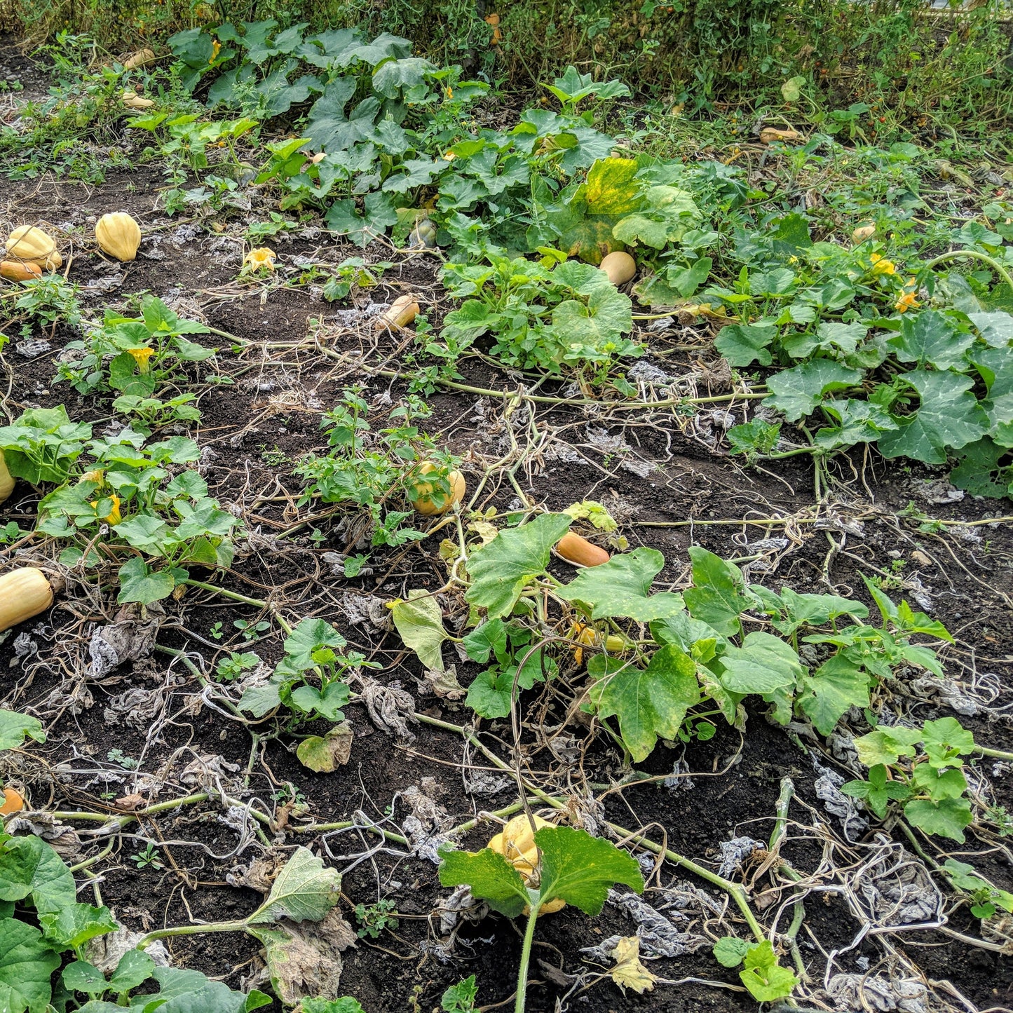 Ornamental Squash - Decorative Gourd for Fall and Winter Décor Exotic Vegetable Seeds