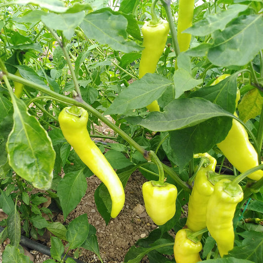 Sweet Banana Chilli Pepper Vegetable Seeds