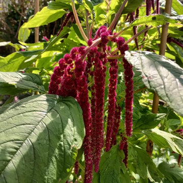 Amaranthus Viridis Red Flower Seeds