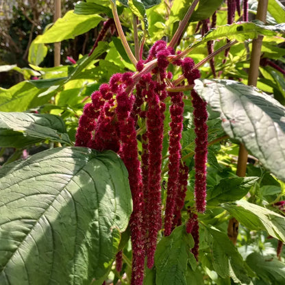 Amaranthus Viridis Red Flower Seeds