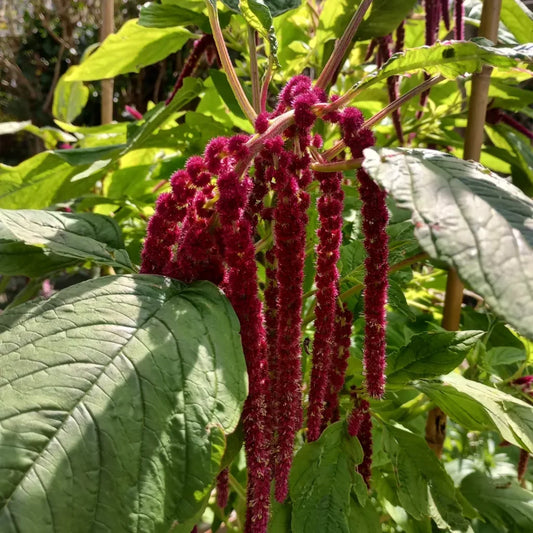 Amaranthus Viridis Red Flower Seeds
