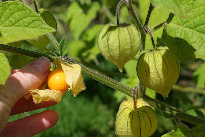 Cape Gooseberry Fruits Seeds