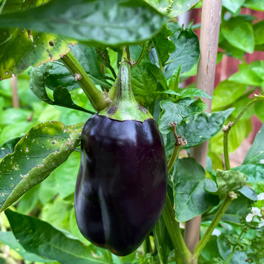 Purple Black Bell Pepper - Fresh, Vibrant & Flavorful Exotic Vegetable Seeds