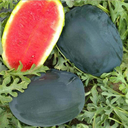 Watermelon F1 Sanya 786 Icebox Vegetable Seeds