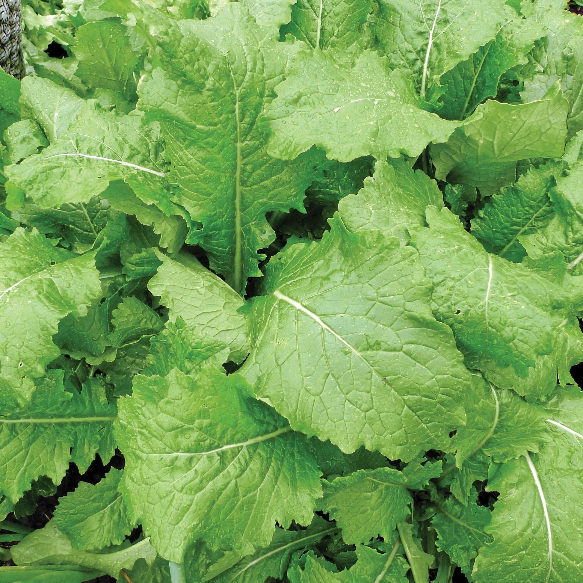 Mustard Indian Leaf Giant Microgreens Seeds