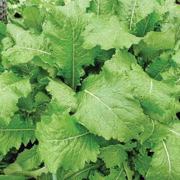 Mustard Indian Leaf Giant Microgreens Seeds
