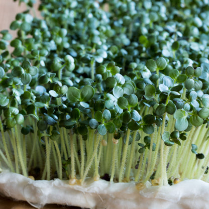 Collard Kale Brassica Nero Leaf Microgreens Seeds