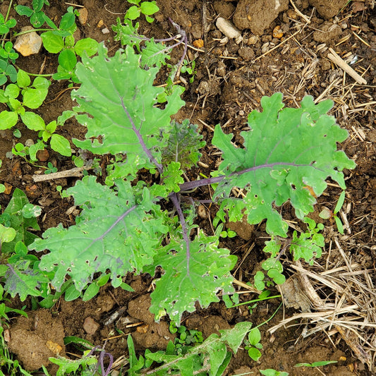 Organic Red Russian Kale Leaves – Fresh & Nutritious Greens Exotic Vegetable Seeds