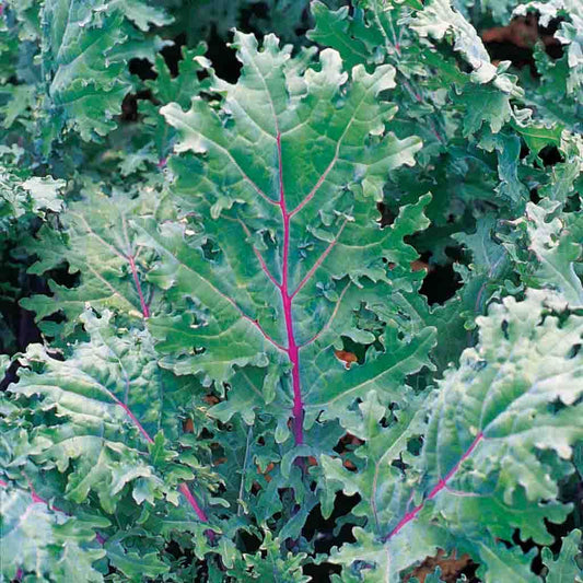 Organic Red Russian Kale Leaves – Fresh & Nutritious Greens Exotic Vegetable Seeds