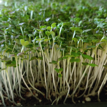 Kale & Misticanza Microgreens Seeds – Premium Mixed Kale Combo for Fresh