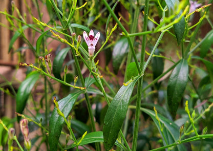 Andrographis Paniculata Herb Seeds