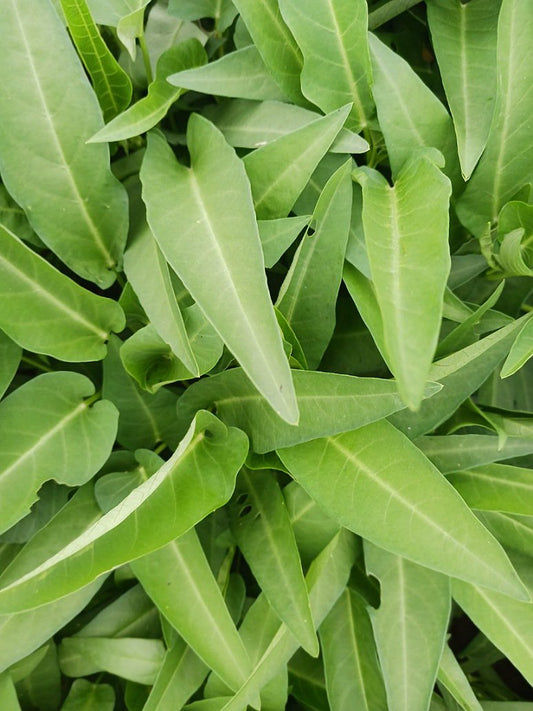 Kalmi Saag Vegetable Seeds – High-Quality Organic Seeds for a Thriving Garden