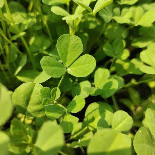 Fenugreek Vegetable Seeds