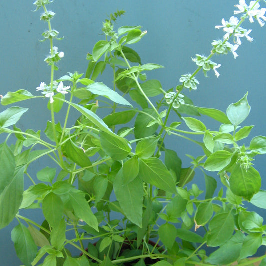 Lemon Basil Herb Seeds