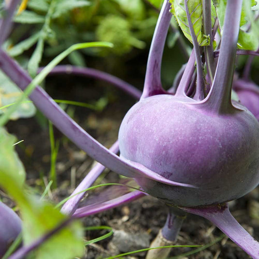 Kohlrabi F1 Hybrid Purple Vegetable Seeds