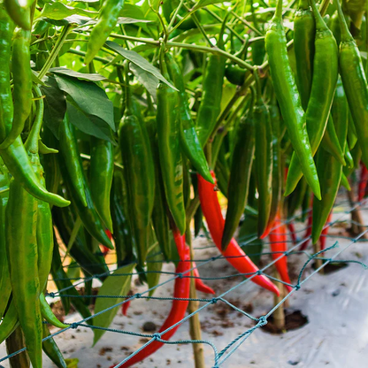 Chilli Hot Pepper OS-402 F1 Vegetable Seeds