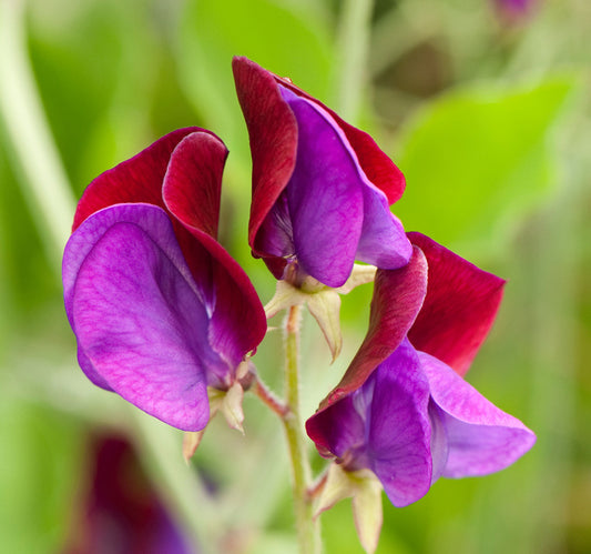 Sweet Pea Grand Mixed Edible Flower Seeds