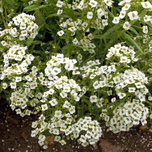 Alyssum Snow Carpet Mixed Seeds