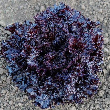 Organic Black Rose Microgreens Seeds for Fresh Lettuce Salad