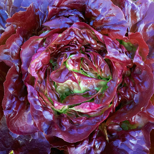 Butterhead Red Microgreens Seeds for Fresh and Flavorful Lettuce Salad