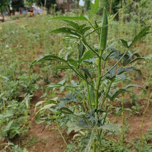 Lady Finger Vegetable Seeds – High-Yielding, Organic Okra Seeds for Home Gardening