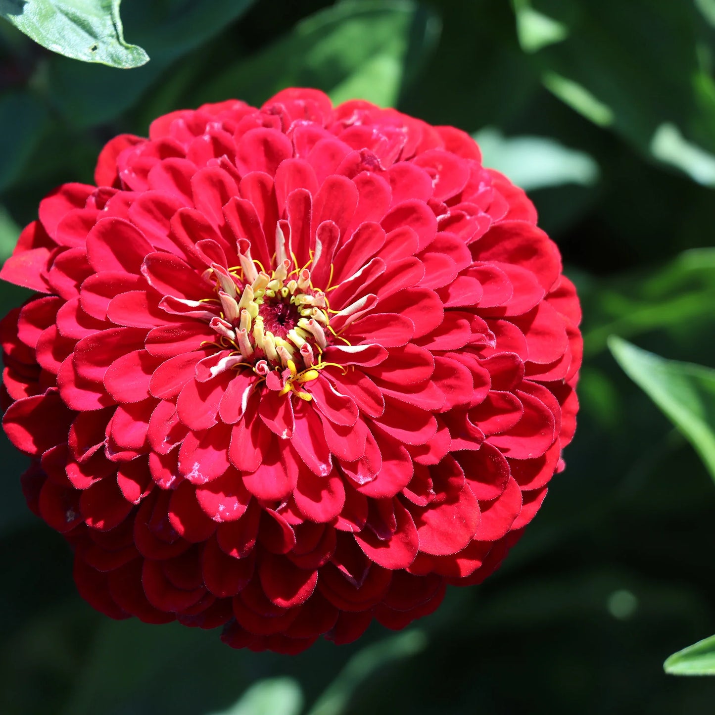 Zinnia Red Tall Flower Seeds