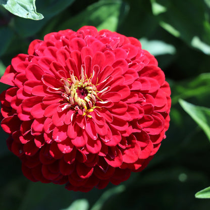 Zinnia Red Tall Flower Seeds