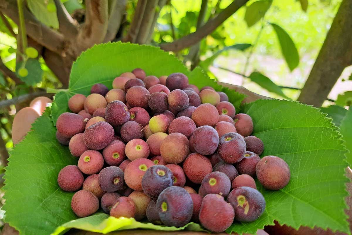 Phalsa Fruit Seeds