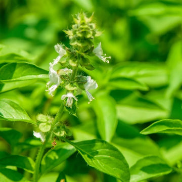 Lemon Basil Microgreens Seeds