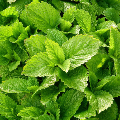 LEMON BALM - Premium Imported Herb Seeds