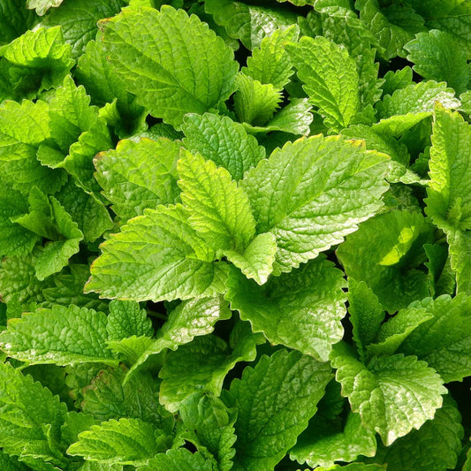 LEMON BALM - Premium Imported Herb Seeds