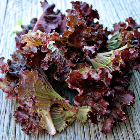 Fresh Iollo Rosso Lettuce – Organic and Crisp Exotic Vegetable Seeds