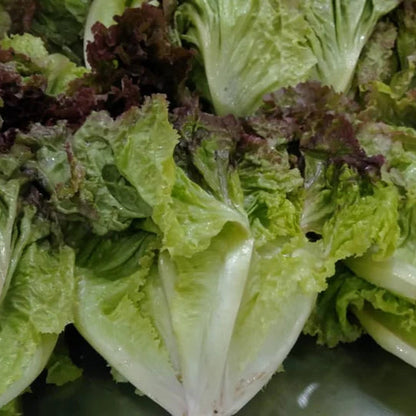 Fresh Iollo Rosso Lettuce – Organic and Crisp Exotic Vegetable Seeds