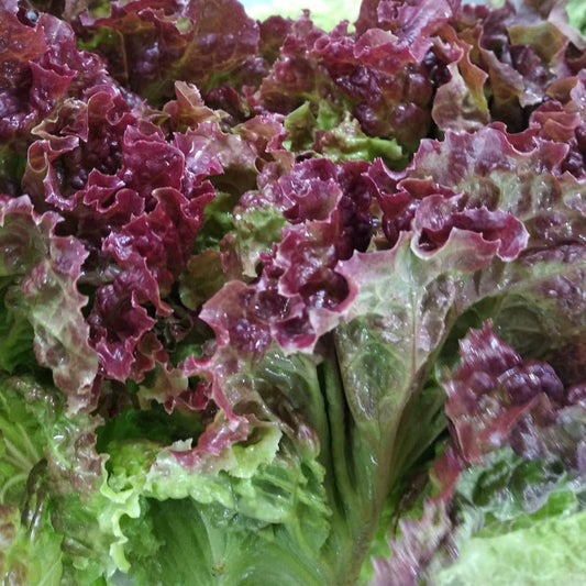 Fresh Iollo Rosso Lettuce – Organic and Crisp Exotic Vegetable Seeds