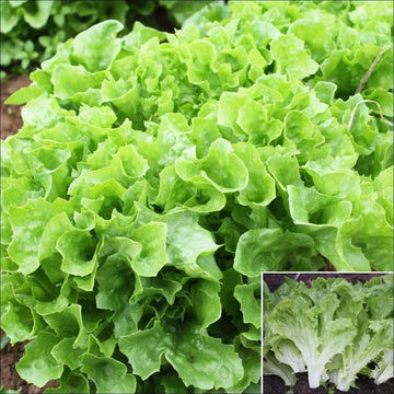 Oak Leaf Green Microgreens Seeds for Fresh Lettuce Salad